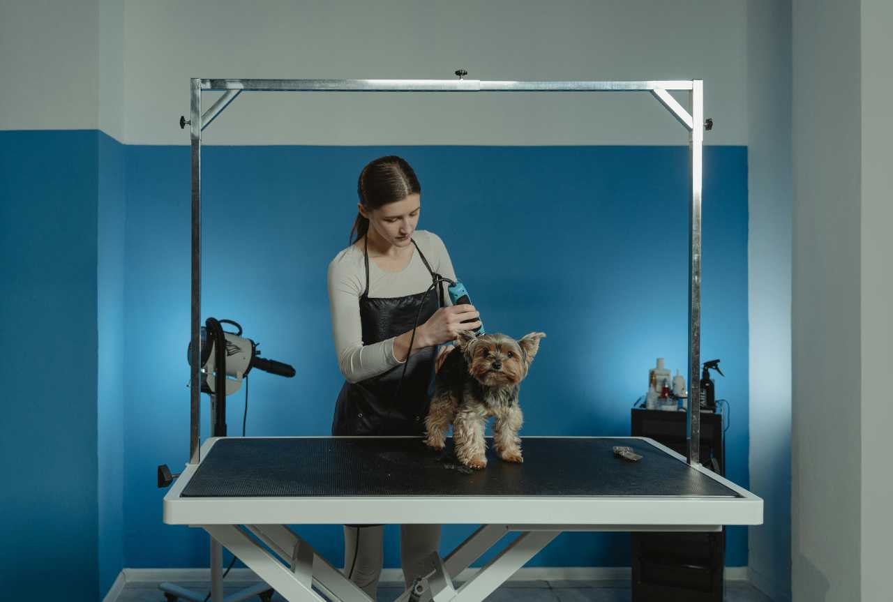 Beginner dog groomer struggles: what to expect and how to improve faster - MinelliPETS