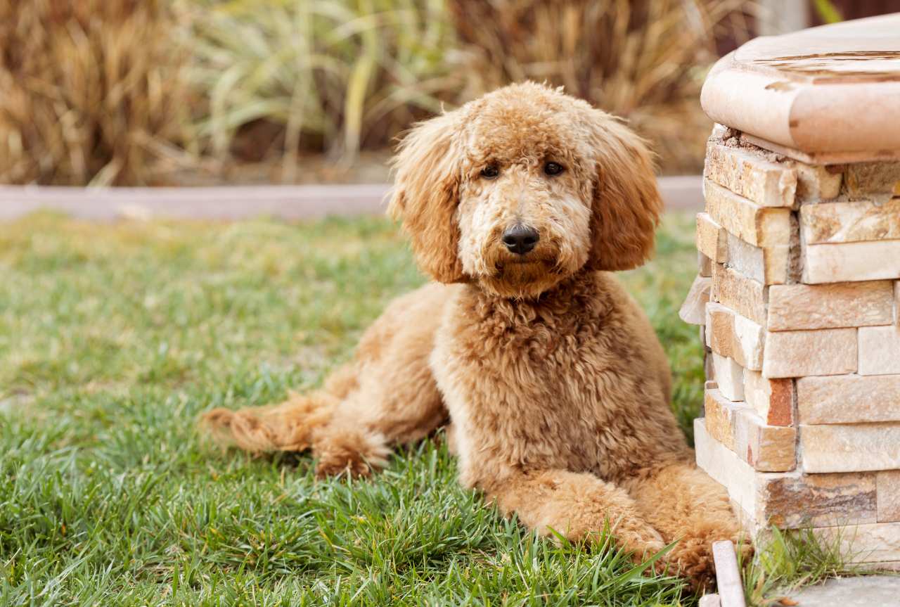 Best slicker brush for poodles: choosing the right grooming tools - MinelliPETS