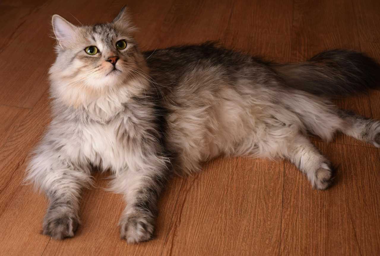 Cat hair detangler: how to gently detangle and manage feline coats - MinelliPETS