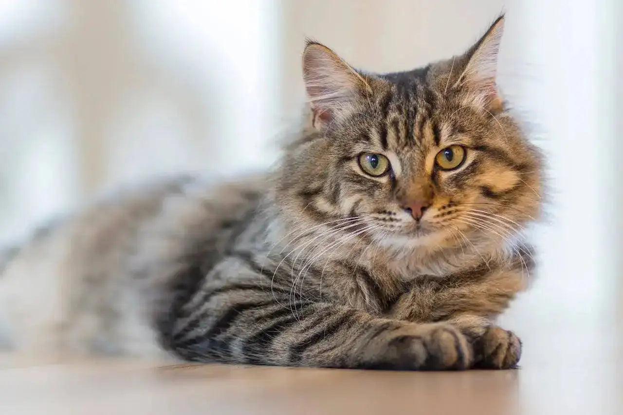 Do cats need professional grooming? Key insights for pet grooming businesses - MinelliPETS