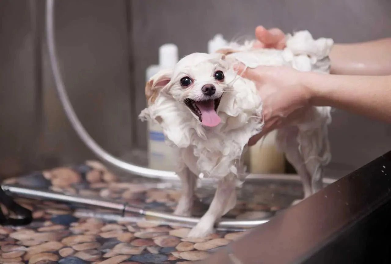 Dog grooming styles guide: how to choose the right cut for every coat - MinelliPETS