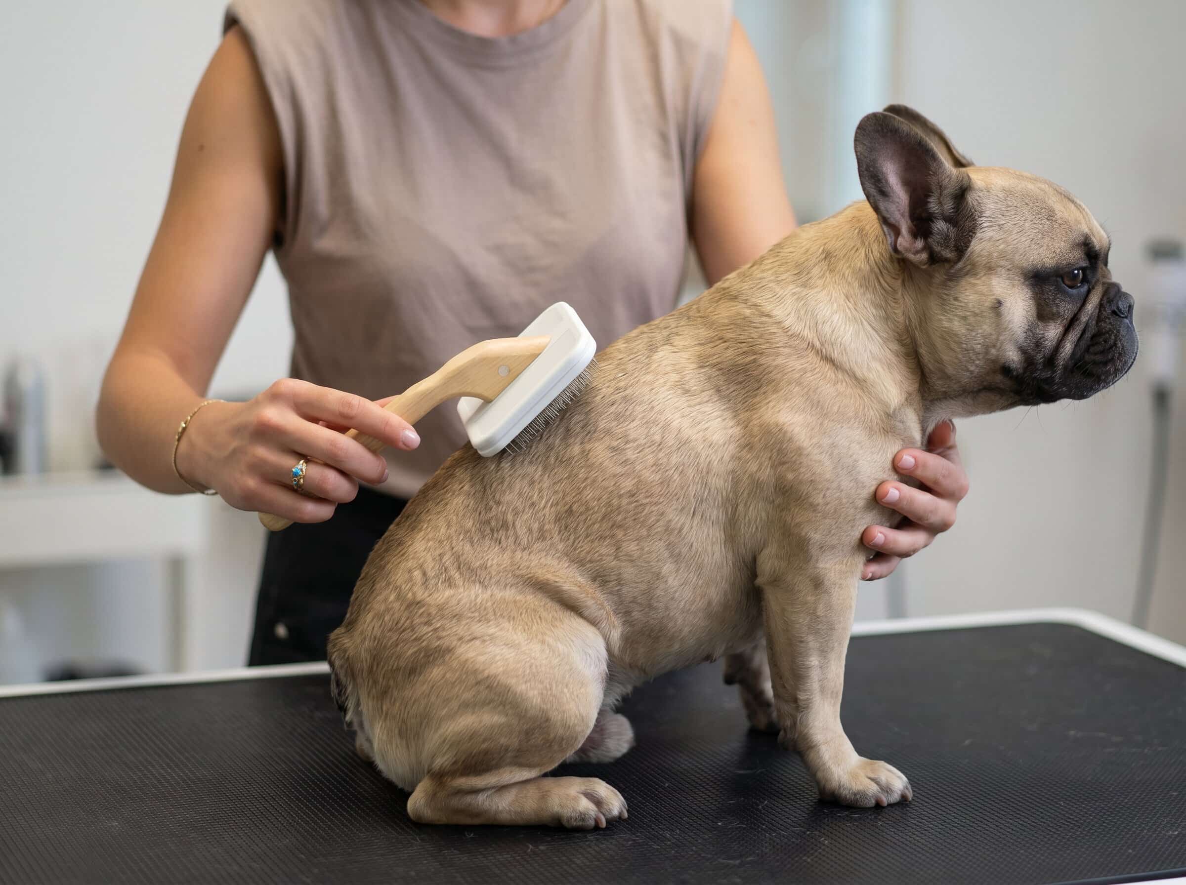 Dog hair brush for short hair: how to choose and use the right tools - MinelliPETS