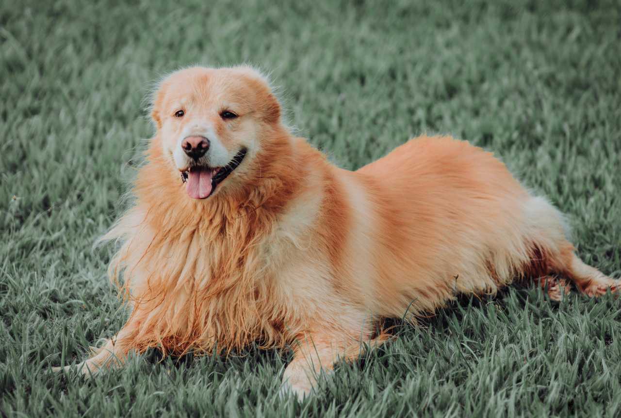 Dog shed control: professional strategies for effective shed management - MinelliPETS