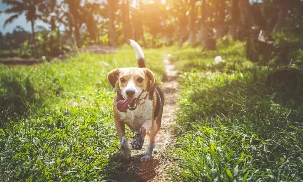 Dog shedding season: prepare your offer for the busy months ahead - MinelliPETS
