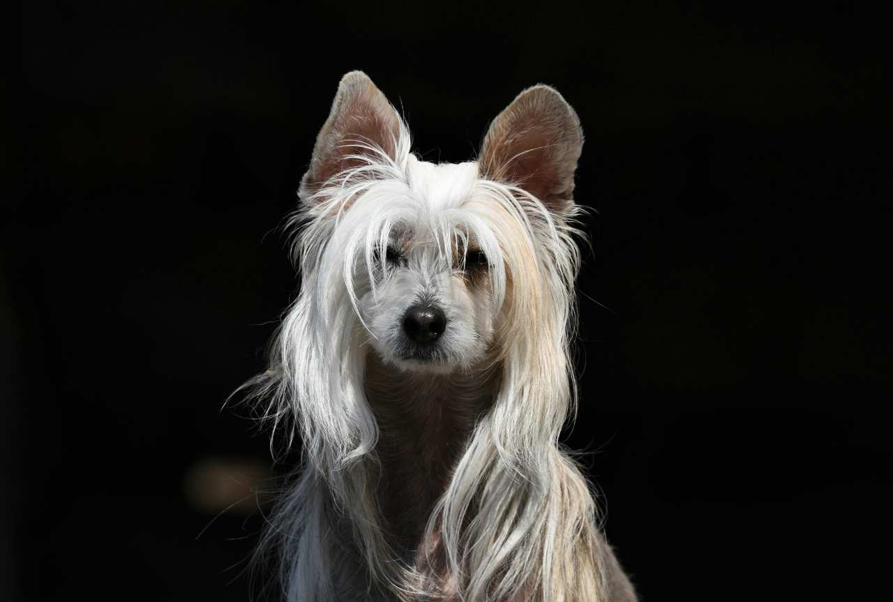 How should you care for a dog with a long coat? Techniques and tools for managing a drop coat - MinelliPETS