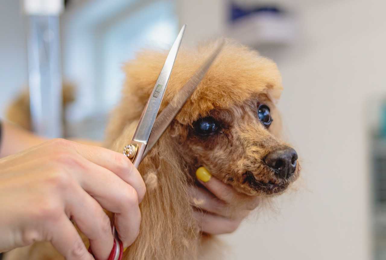 How to handle anxious dogs during grooming - MinelliPETS