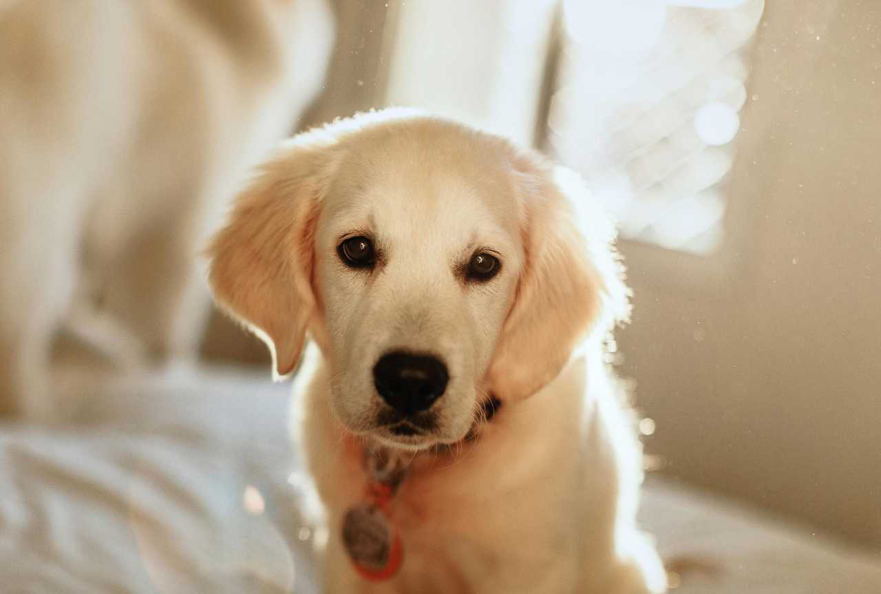 How to prevent skin irritation while grooming - MinelliPETS