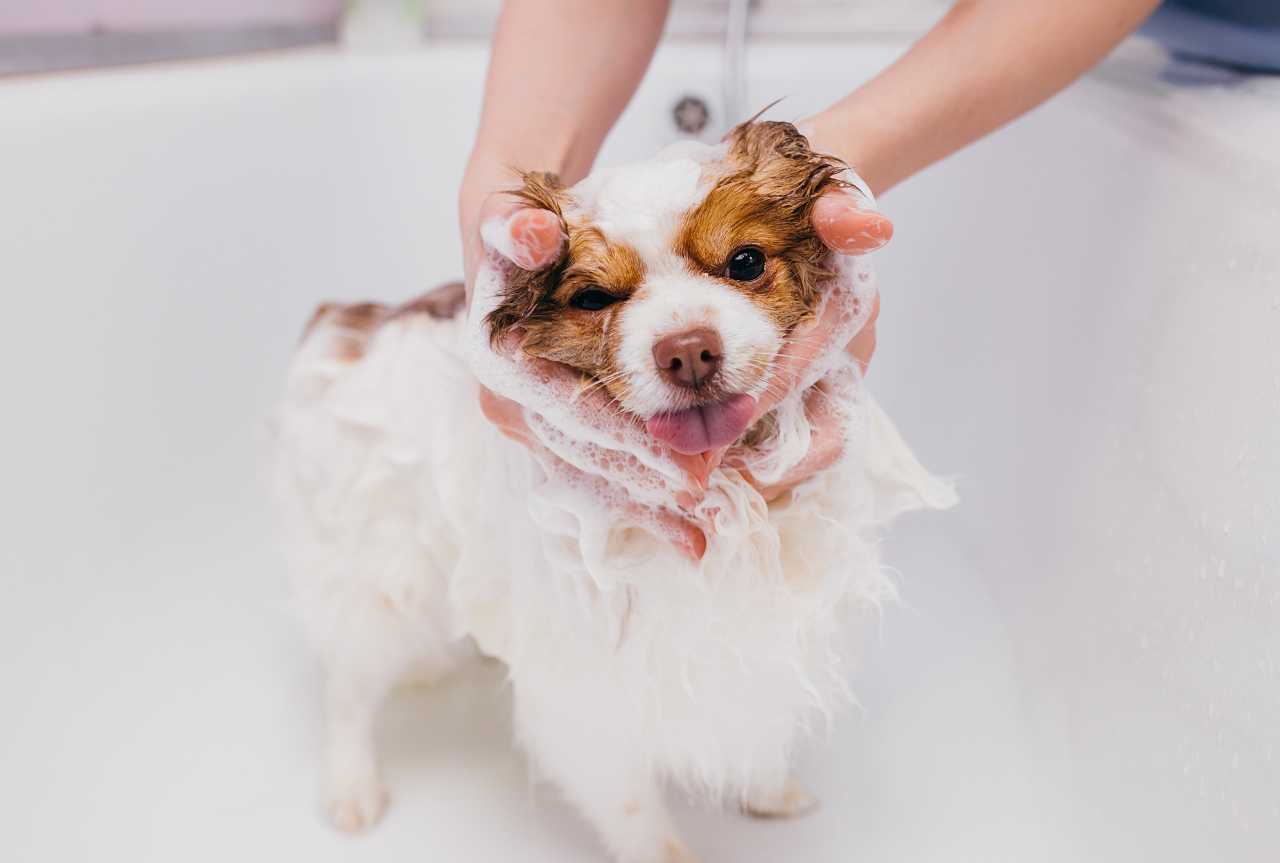 How to reduce grooming time without losing quality - MinelliPETS