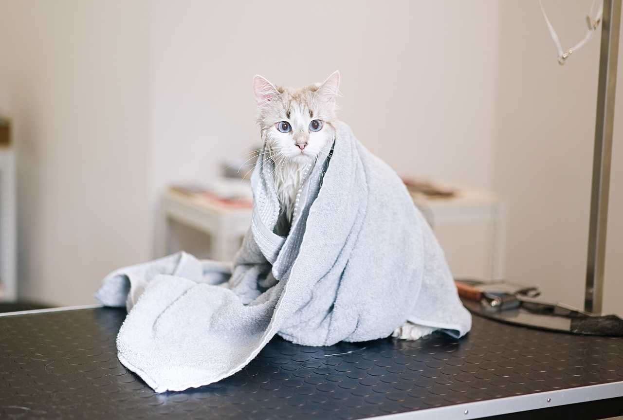 Professional cat grooming tools: essential equipment - MinelliPETS