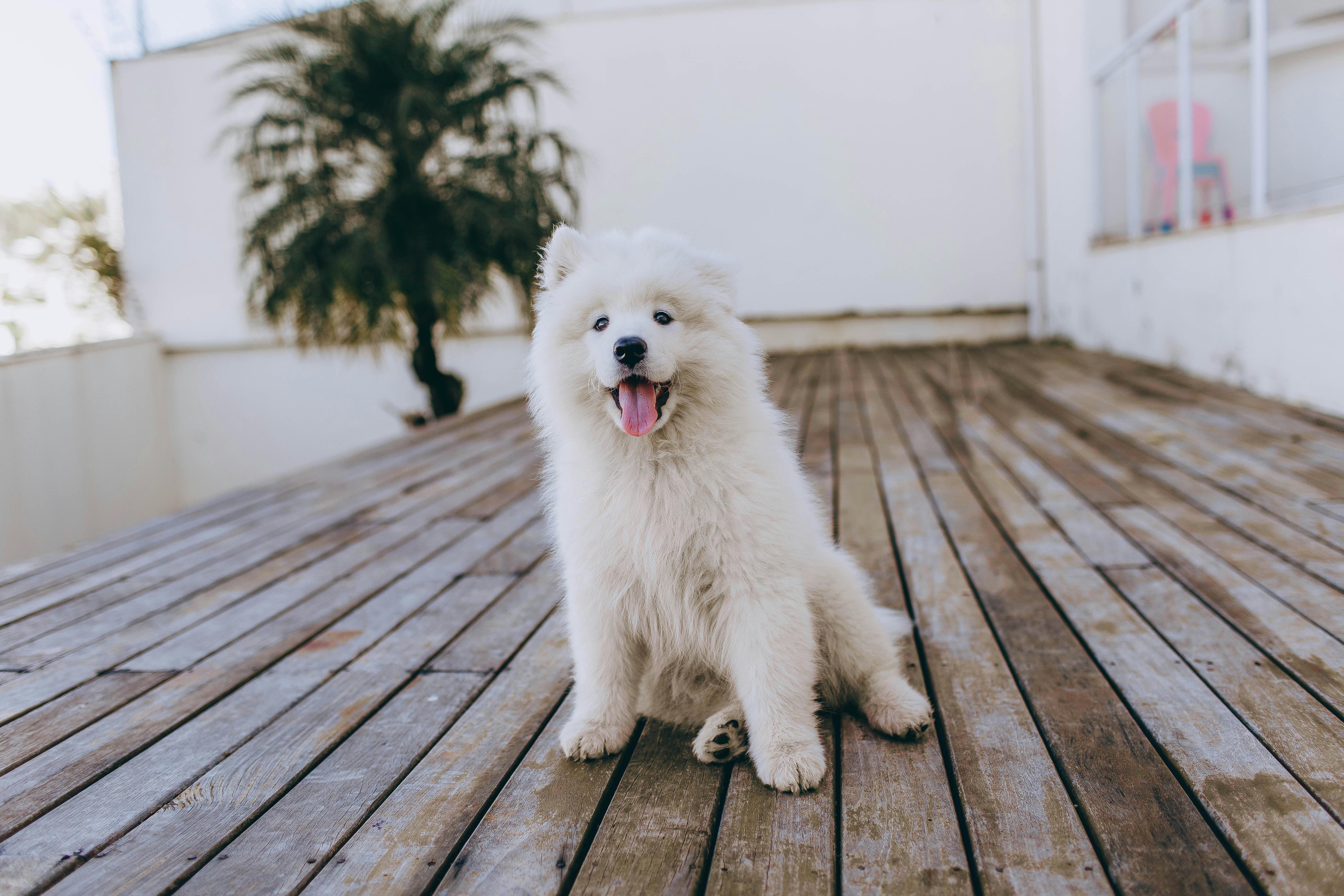 Professional tips for detangling dog fur: techniques every groomer should know - MinelliPETS