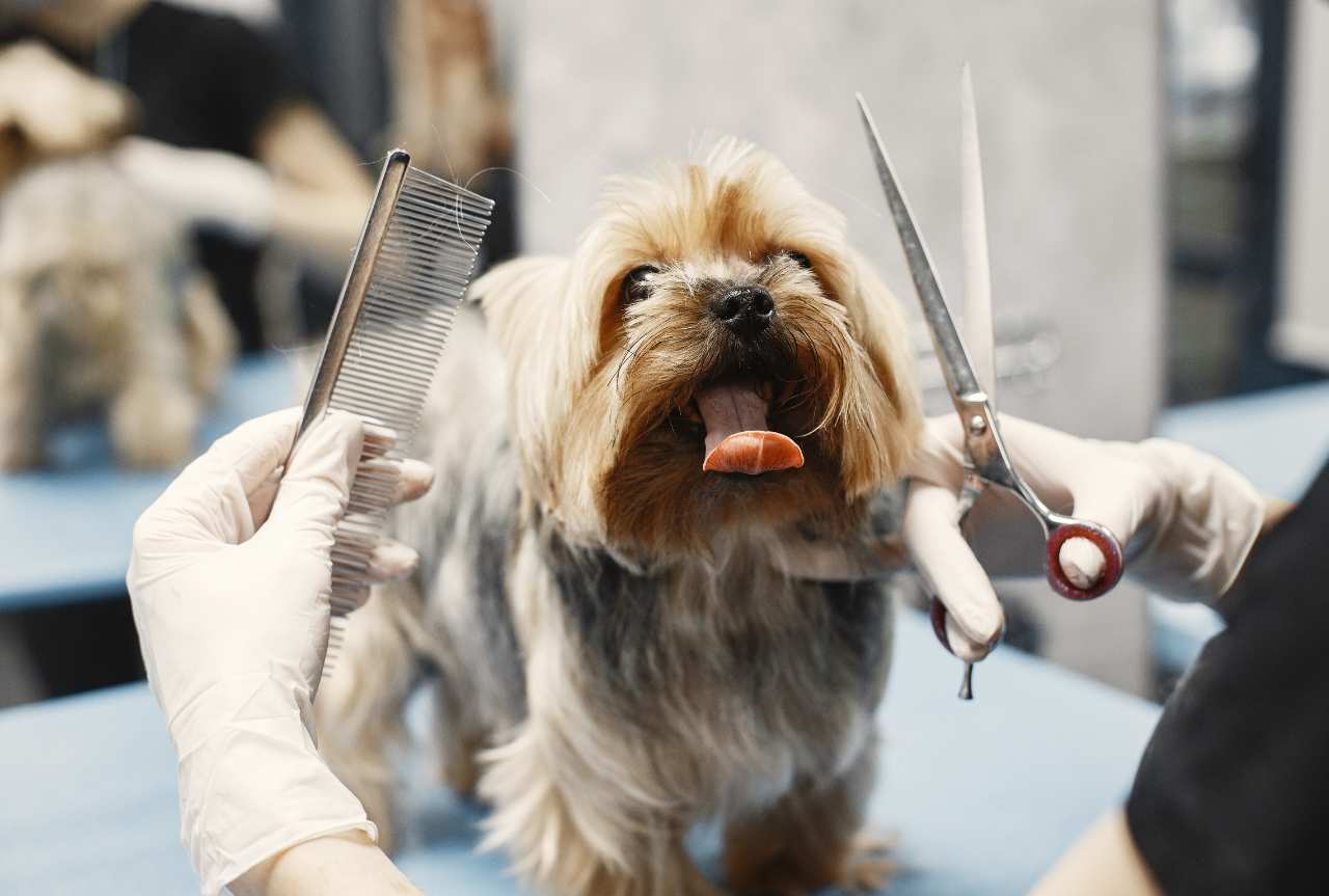 The future of professional pet grooming: trends and innovations - MinelliPETS