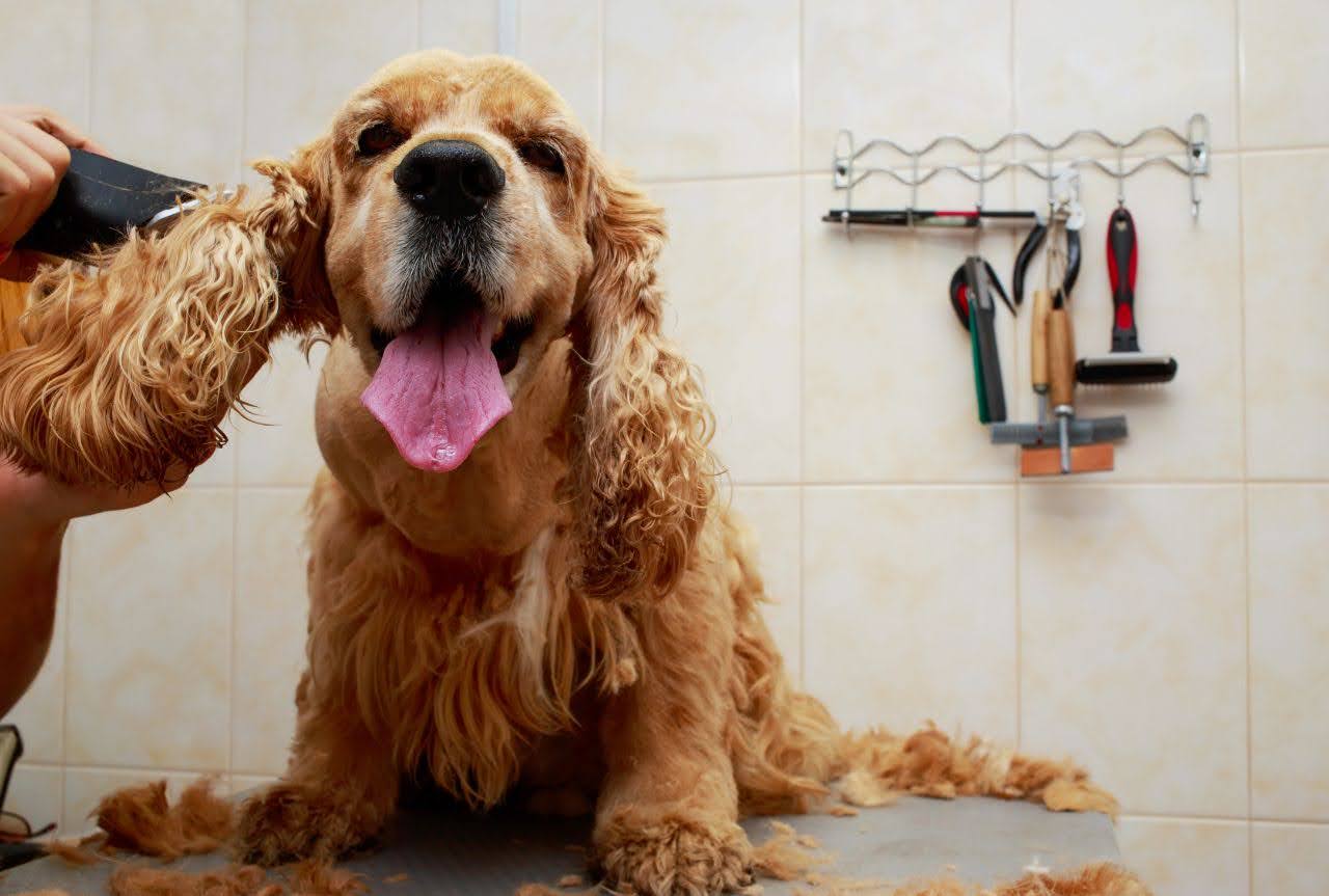 Understanding the risks of slicker burn and how to prevent it during grooming - MinelliPETS
