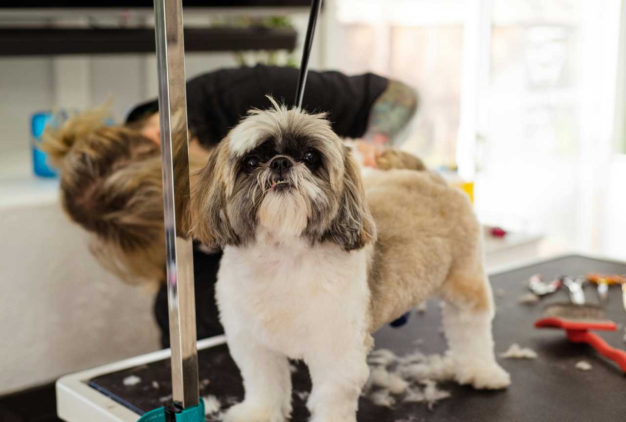 What are the 7 steps of grooming a dog? - MinelliPETS