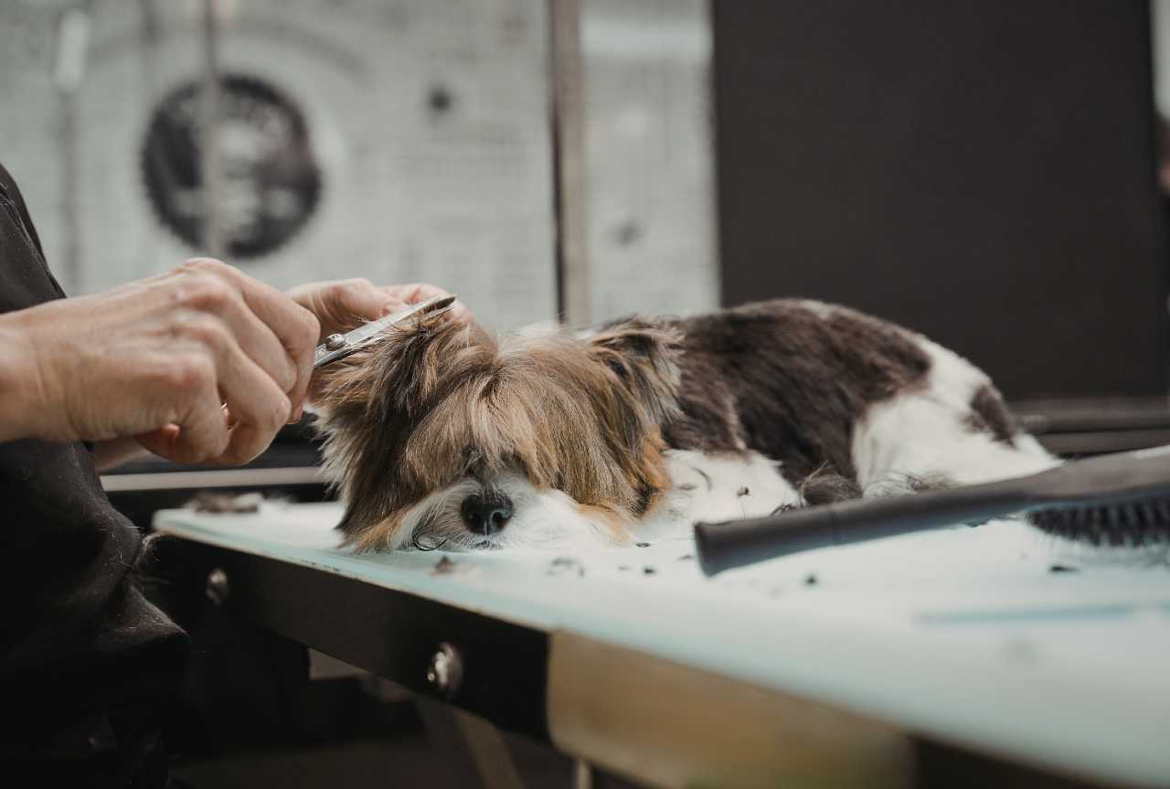 What do I need to start my own dog grooming business? - MinelliPETS