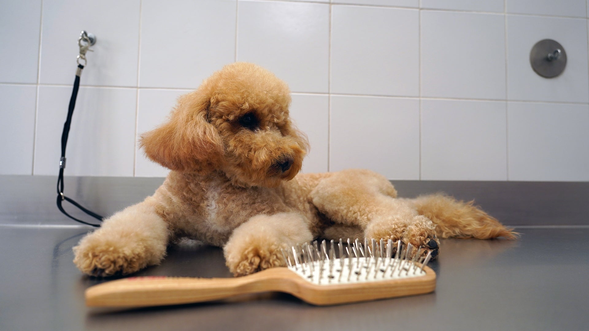 Why is brushing important for coat health - MinelliPETS