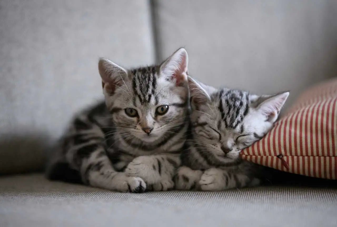Why slicker brushes for cats are essential for effective grooming - MinelliPETS