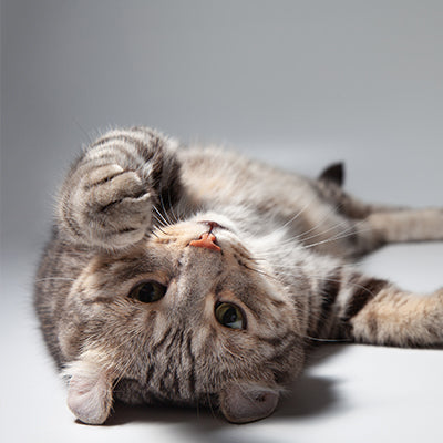 Professional Grooming Tools for Breeders - 2