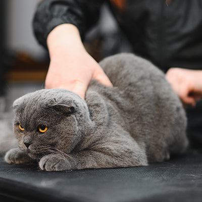 Professional Grooming Tools for Salons - 2