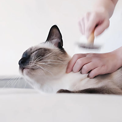 Do you own a Pet Influencer? Discover Minelli PETS - 2