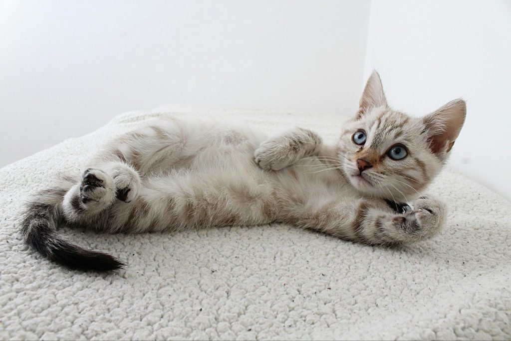 cat grooming